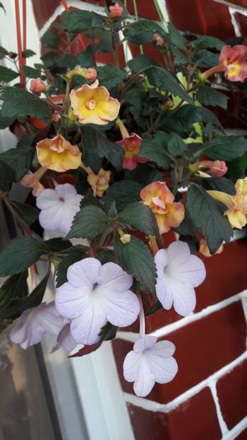  - 10 Achimenes 2019