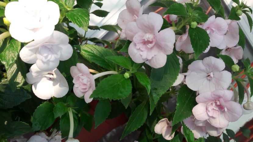  - 10 Achimenes 2019
