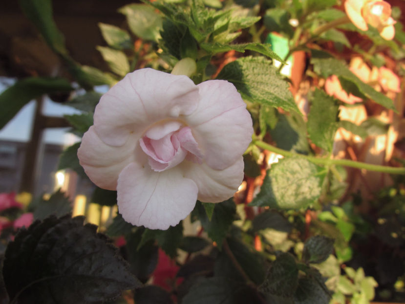 Carpatia - Achimenes 2019