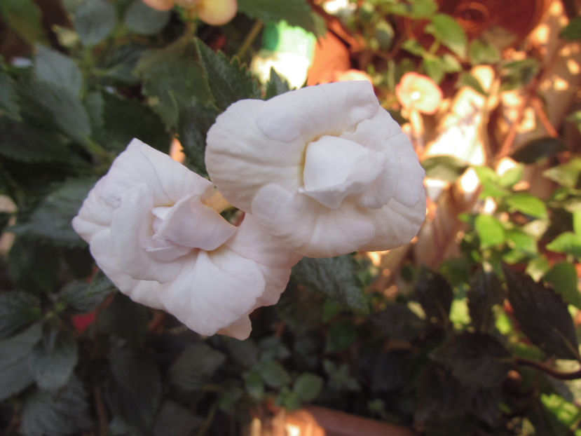 Icy Volga - Achimenes 2019