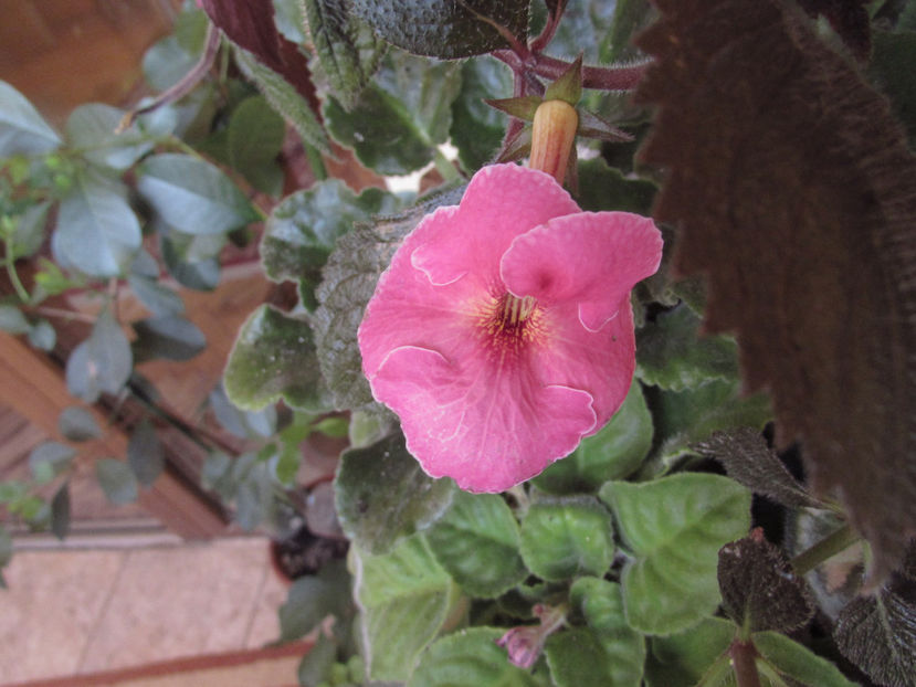 George Houche - Achimenes 2019