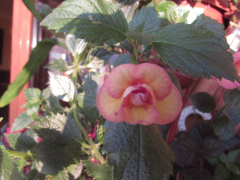 Peach Orchad - Achimenes 2019