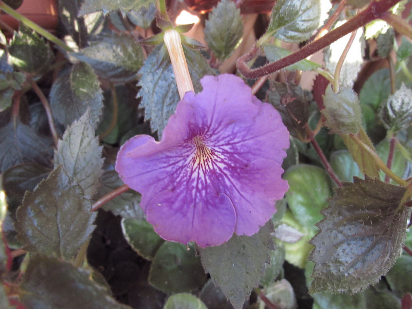 Serge Jubilation - Achimenes 2019