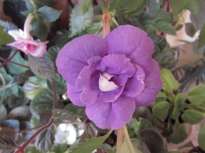 Fluffy Wambler - Achimenes 2019