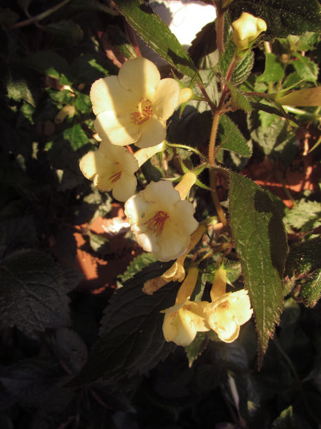 Yellow Beauty - Achimenes 2019