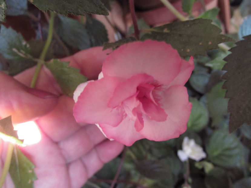 Rebeca Houche - Achimenes 2019