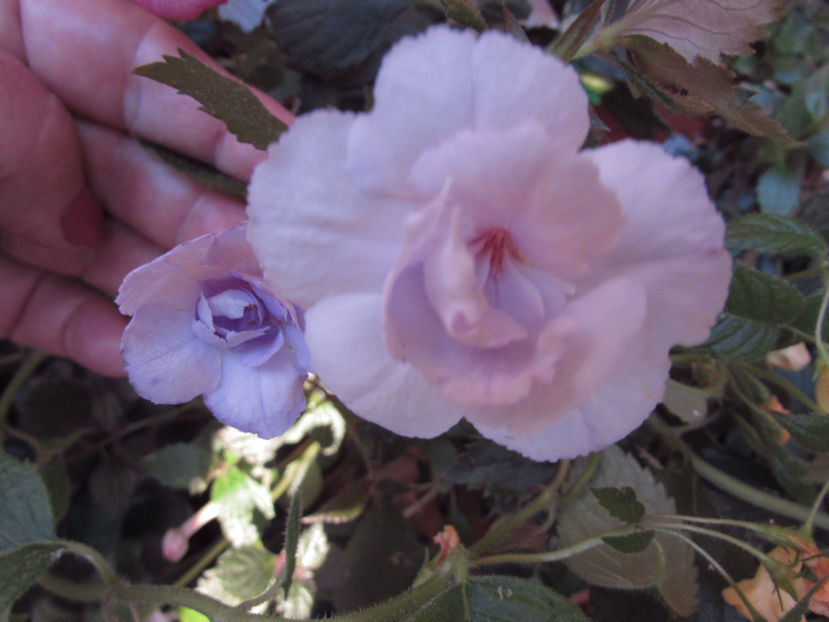 Saint Malo - Achimenes 2019