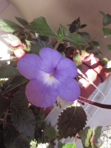 Annie Belle - Achimenes 2019