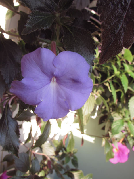 Kim - Achimenes 2019