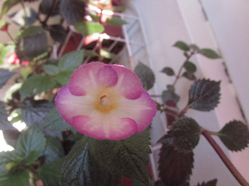 HoAnnie Belle - Achimenes 2019