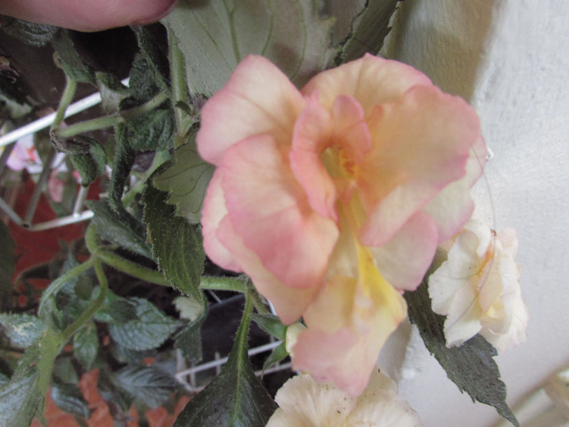 Gissele - Achimenes 2019