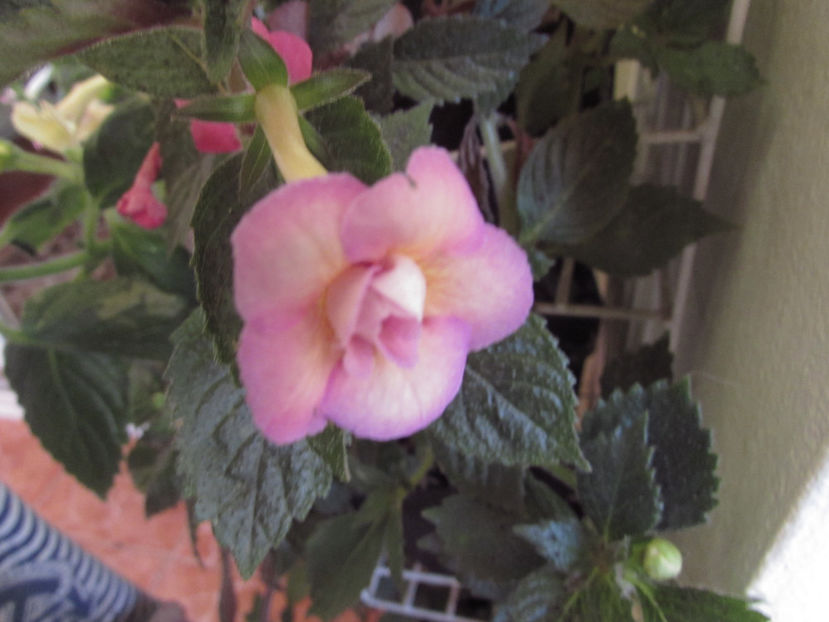 Sun Dance - Achimenes 2019