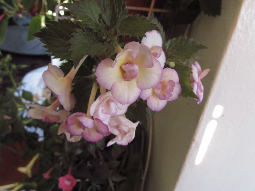 Shy Sun - Achimenes 2019