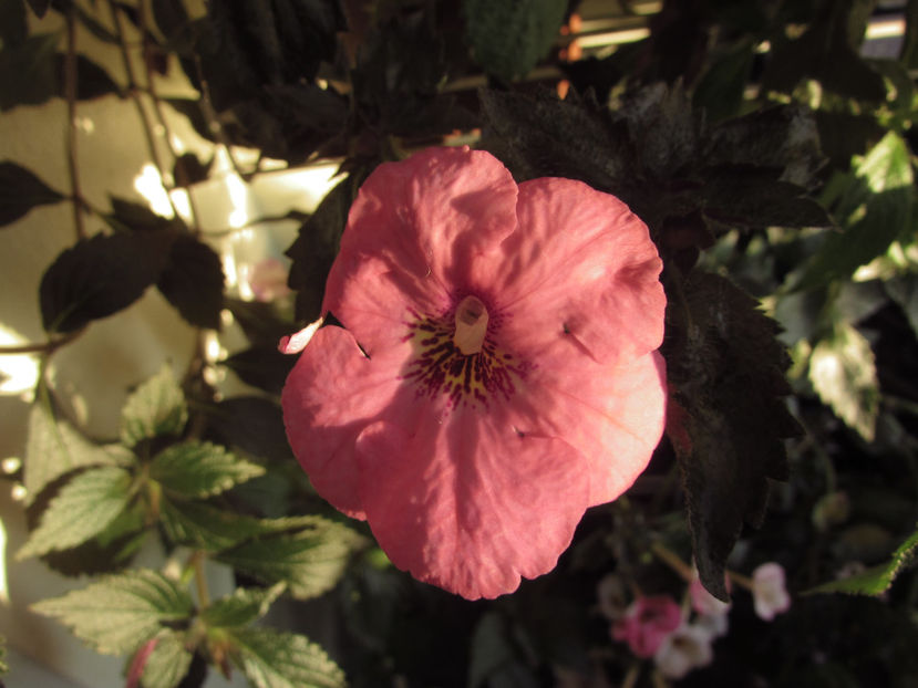 Summer festival - Achimenes 2019