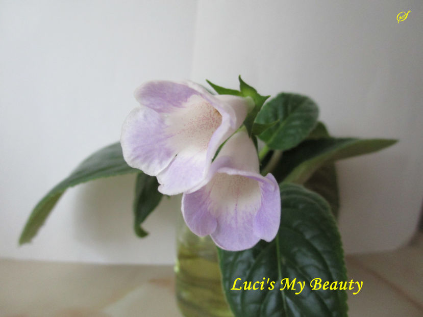 Luci s My Beauty(17-08-2019) - Sinningii 2019