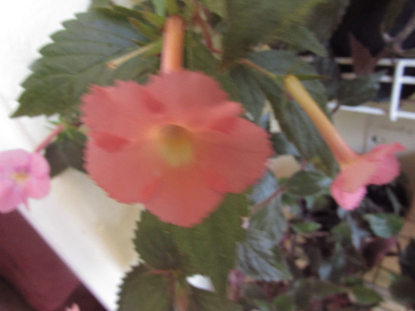 Peach Glow - Achimenes 2019