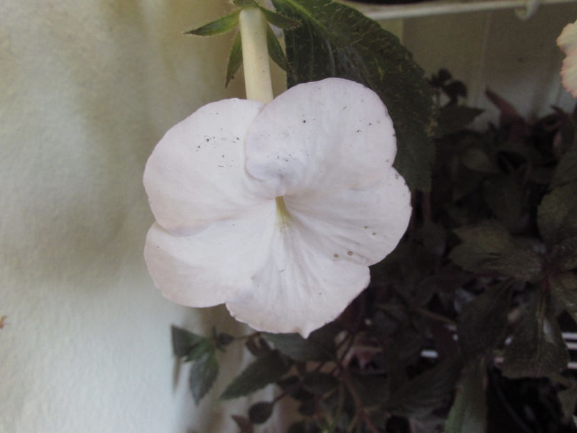 White Glory - Achimenes 2019