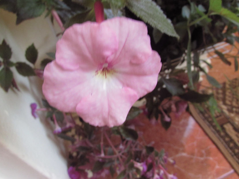 Harecroft - Achimenes 2019