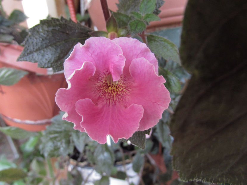 Arleta Pink - Achimenes 2019
