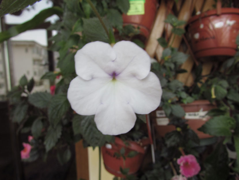 Snow Princess - Achimenes 2019