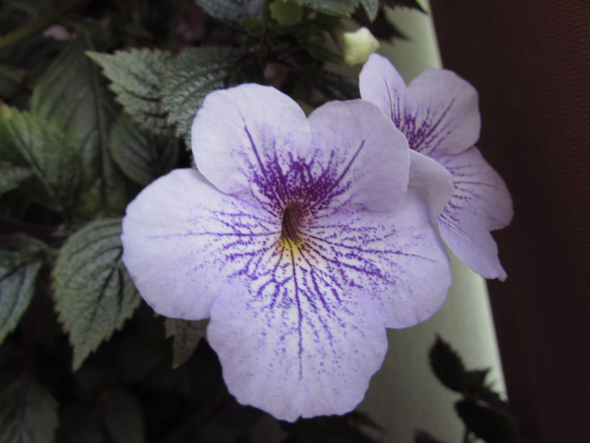 Ambroise Verschaffelt - Achimenes 2019
