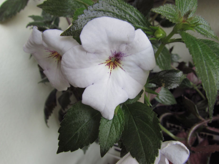 Charity - Achimenes 2019