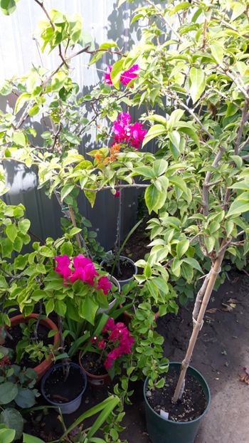  - Bougainvillea 2019-2020