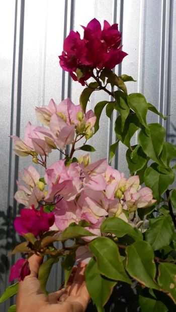  - Bougainvillea 2019-2020