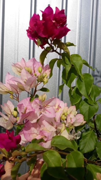  - Bougainvillea 2019-2020