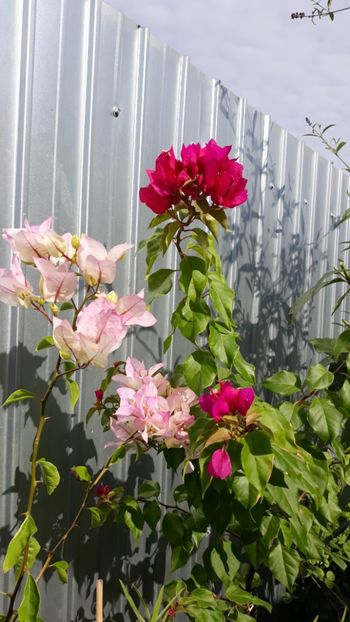  - Bougainvillea 2019-2020