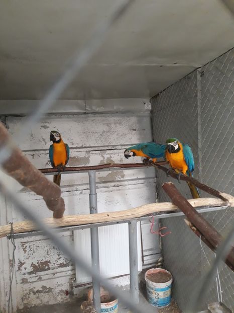  - Papagal Ara Arauna