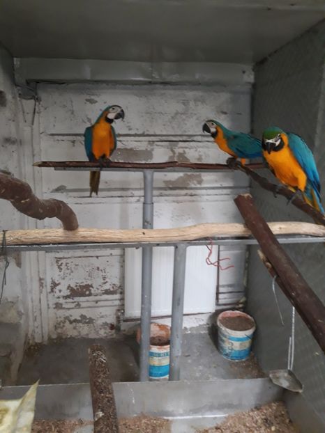  - Papagal Ara Arauna