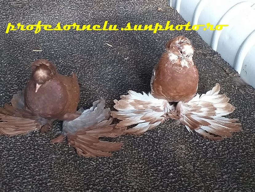 vânduti lui A. Constantin(BT) - Porumbei VÂNDUȚI