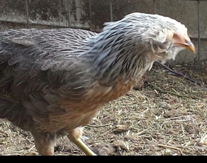 Araucana Argintie 2019 - 2020 Araucana Silberhalsig Argintiu