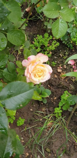  - KORDES JUBILEE