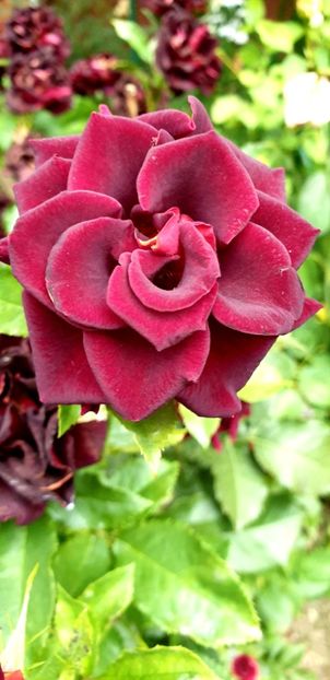  - BLACK BACCARA