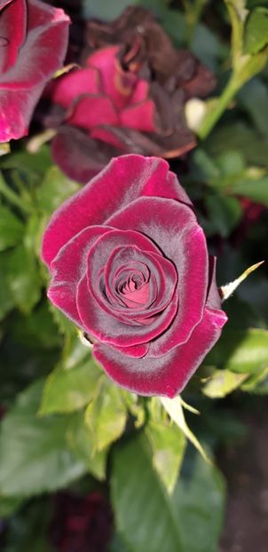  - BLACK BACCARA