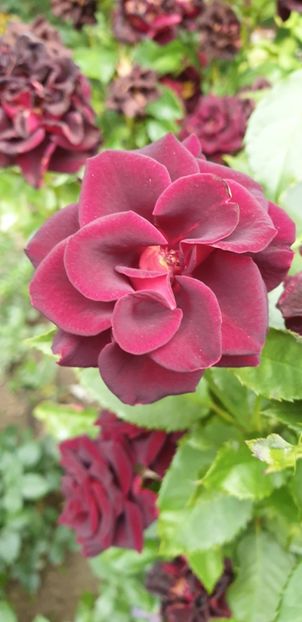  - BLACK BACCARA