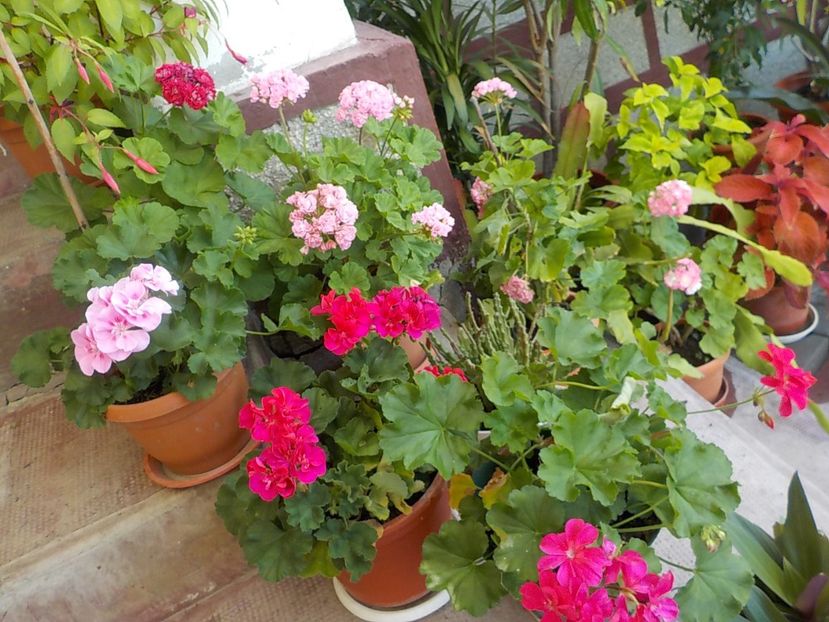 - Florile mele