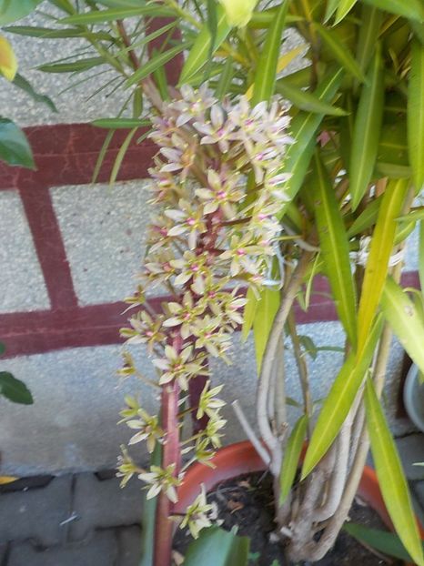  - eucomis