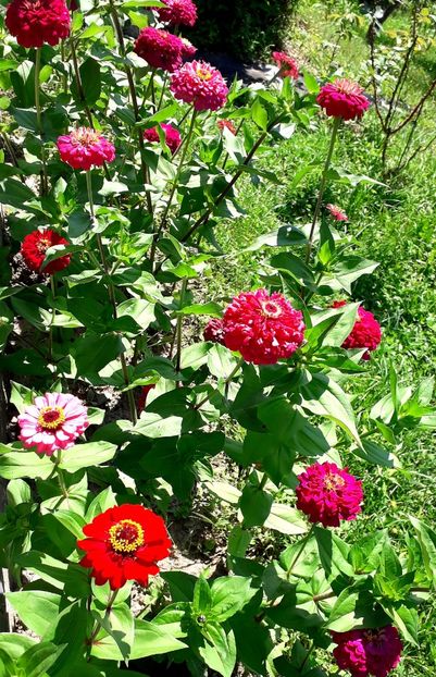  - AAAA__CARCIUMARESE 2015_2017_2018_2019