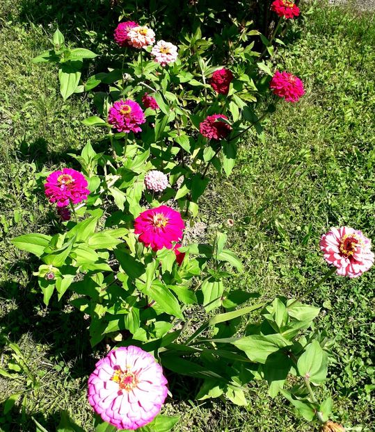  - AAAA__CARCIUMARESE 2015_2017_2018_2019