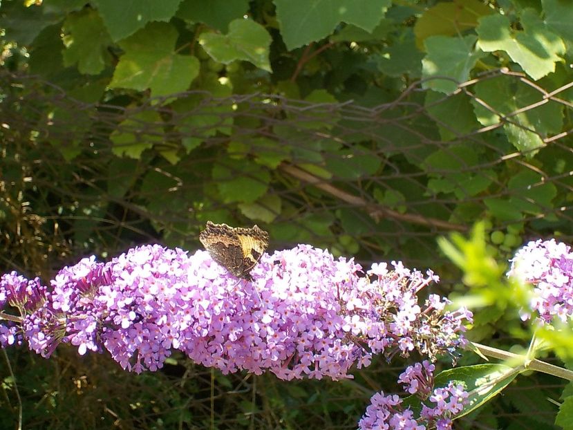  - liliac de vara 2019