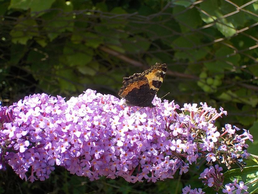  - Flori si insecte