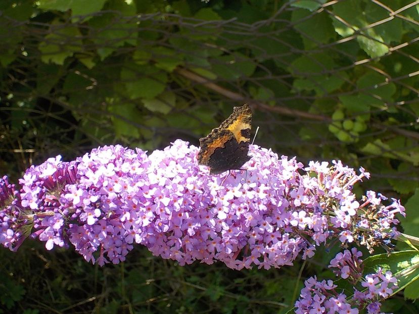  - Flori si insecte