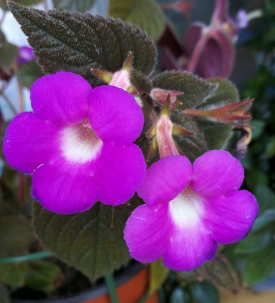 16/ Hilda Michelson - 2019 - ACHIMENES