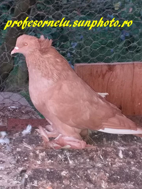 vândut Drăgoi - Porumbei VÂNDUȚI