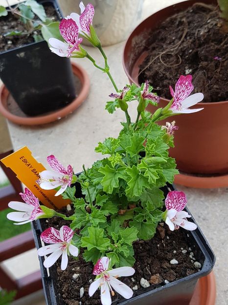 Eskay Saar - Muscate de colectie 2019