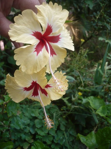 17.08.2019 - HIBISCUSI 2019-2