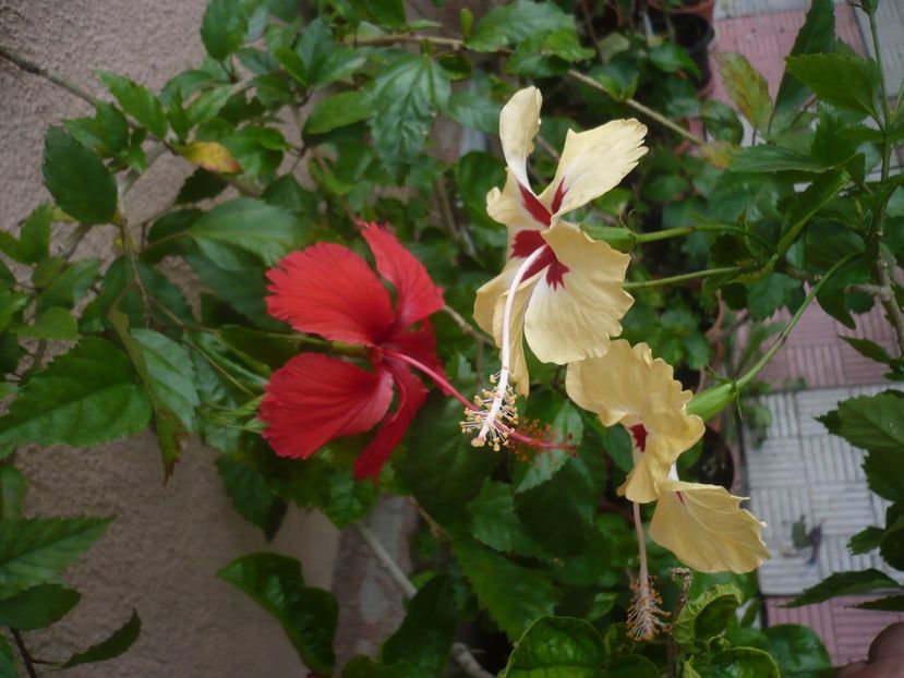 P1420543 - HIBISCUSI 2019-2